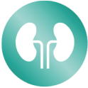 kidney