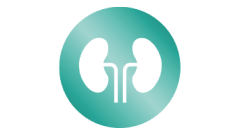 Kidney